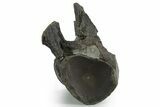Fossil Mosasaur (Clidastes?) Vertebra - Texas #351224-3